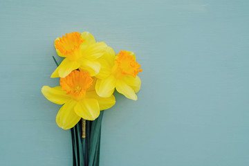 Yellow daffodil flowers in full bloom on turquoise background.