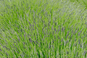 Lavendelblüten formatfüllend