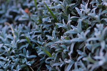 Pflanze Natur Flora Makro weiß