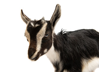 black and white goat