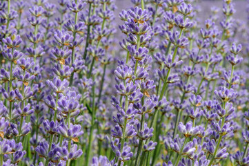 Lavendelbl&uuml;ten im Lavendelfeld