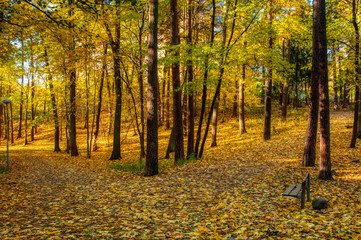 Obraz premium autumn in the park with yellow leaves on ground