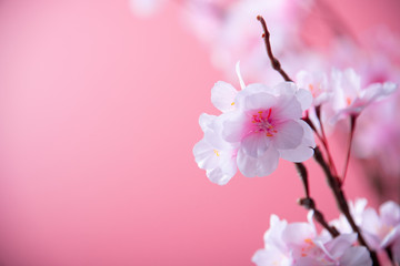 Artificial cherry blossom flower on pink background. Spring season image.