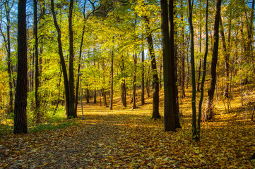 Obraz premium autumn in the park with yellow leaves on ground