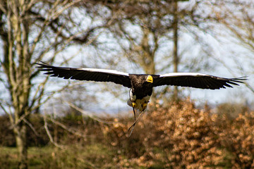 Birds of Prey at a Falconry Centre