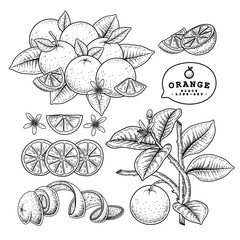 Vector Sketch citrus fruit decorative set. Orange. Hand Drawn Botanical Illustrations. Black and white with line art isolated on white backgrounds. Fruits drawings. Retro style elements.