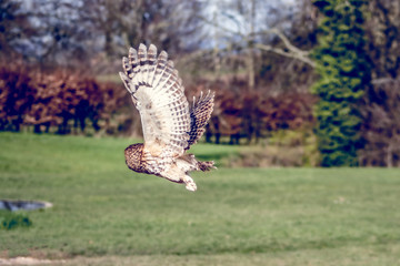 Obraz premium Birds of Prey at a Falconry Centre