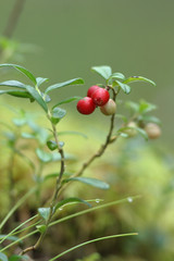 red ripe lingonberries in forest