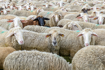 Weiße Schafe dicht in einer Herde und ein schwarzes Schaf mit Blick in die Kamera