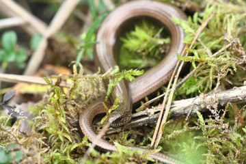 Wild snake in the forest