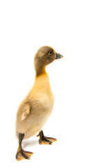 gosling isolated