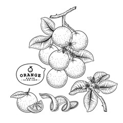 Vector Sketch citrus fruit decorative set. Orange. Hand Drawn Botanical Illustrations. Black and white with line art isolated on white backgrounds. Fruits drawings. Retro style elements.