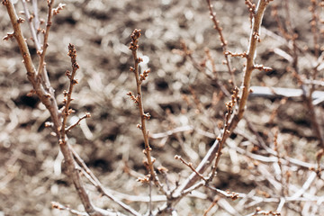photos of twigs with buds