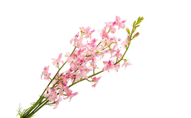 Wild flowers isolated