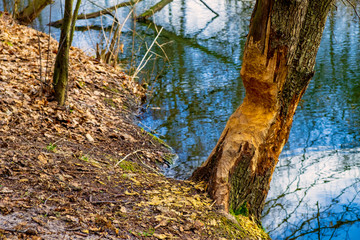 Tree trunks undercut by Eurasian beavers - latin Castor fiber - in mixed forest at the Czarna river nature reserve in Mazovia region of Poland in early spring season