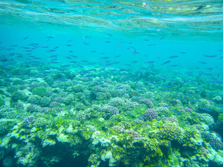 Fischschwarm Tauchen Rotes Meer Ägypten
