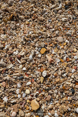Pebbles and shells at the beach.