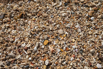 Pebbles and shells at the beach.
