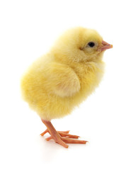Small yellow chicken.