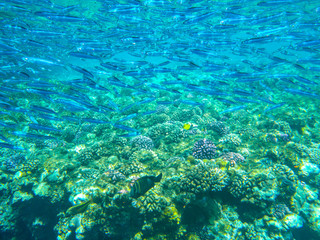 Obraz premium Fischschwarm Tauchen Rotes Meer Ägypten