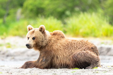 Obraz premium Ruling the landscape, brown bears of Kamchatka (Ursus arctos beringianus)