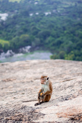 Little monkey is sitting on the rock and eating some food in Sri Lanka