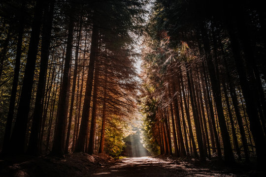 Long forest dirt road between huge pine trees with green and brown leaves caressed by the rays of the sun on a spring afternoon.