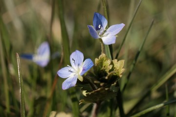 Little delicate flawers of Veronica chamaedrys, the germander speedwell, bird's-eye speedwell, or cat's eyes. It is an herbaceous plant. 