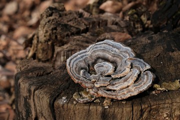 Trametes versicolor - hub, multi-colored mushrooms growing in a large group on a tree stump. It has...