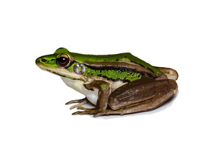 green frog isolated on white background