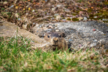 Woodchuck In His Hole