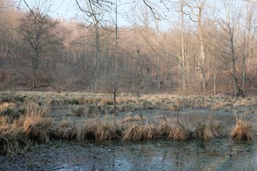 An unusual fairytale place in the forest - a puddle covered with eyelashes and overgrown with tufts...