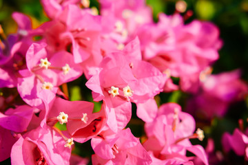 Close-up of Bougainvillea flowers is blooming