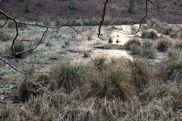An unusual fairytale place in the forest - a puddle covered with eyelashes and overgrown with tufts...
