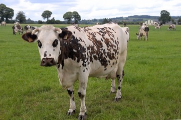 Fototapeta na wymiar Troupeau vaches normandes