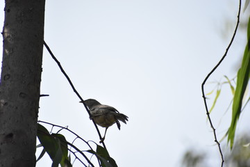 a bird sitting on a tree ,usually found in west bengal