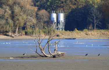 Fototapeta na wymiar grey herons near the remnants of a tree on the pond with low level of water, Poodri, Czech Republic