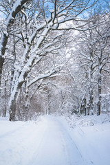 Beautiful winter landscape with trees covered by fresh snow. Vertical picture