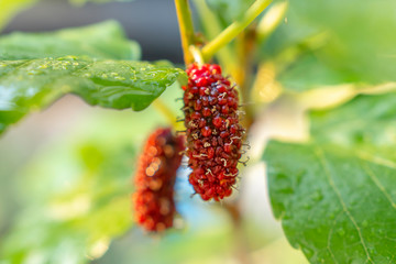 Red mulberry, growing mulberry in the kitchen garden for consumption