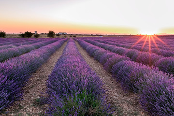 Fototapeta na wymiar Sunset in the Lavender fields