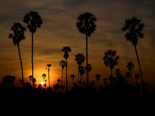 landscape sugar palm in Thailand