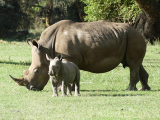 Obraz premium Solio Game Reserve