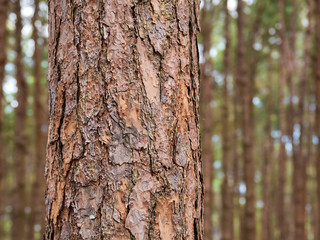 Pine trees are long-lived perennials. Especially in the cold place