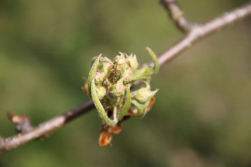 White fresh pear tree bud fertile blossom