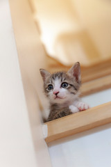 The kitten tried to walk down the stairs.