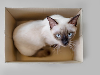 Siamese Cat play in a paper box.