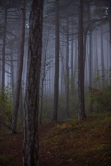 Obraz premium misty morning forest