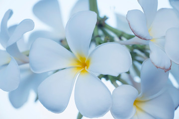 Plakat White Plumeria flowers in nature