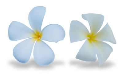 White Plumeria flowers in nature with clipping paths.