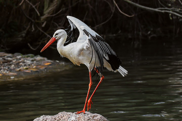 Stork standing on a rock spreading its wings